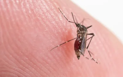 Dedetização de Borrachudos: entenda como é feito o serviço