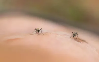 O que fazer para afastar borrachudos?