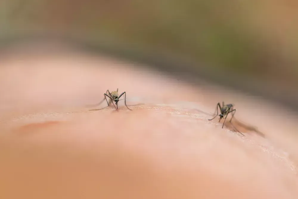 O que fazer para afastar borrachudos? O que fazer para afastar borrachudos?