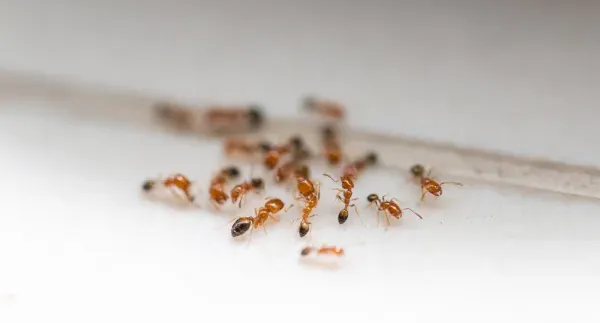 Dedetização de Formigas | Elas Contaminam Mais que Baratas