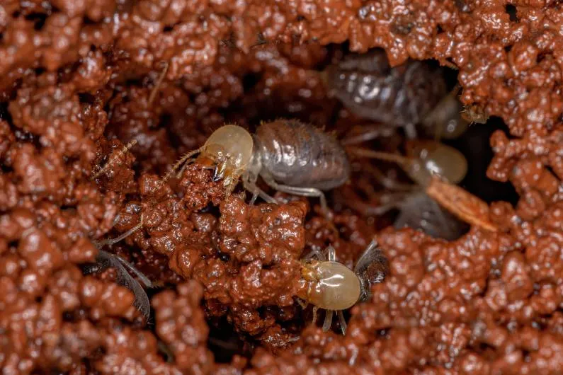 cupim (9) Cupins Subterrâneos saiba mais informações dessas pragas destruidoras - Antinsect