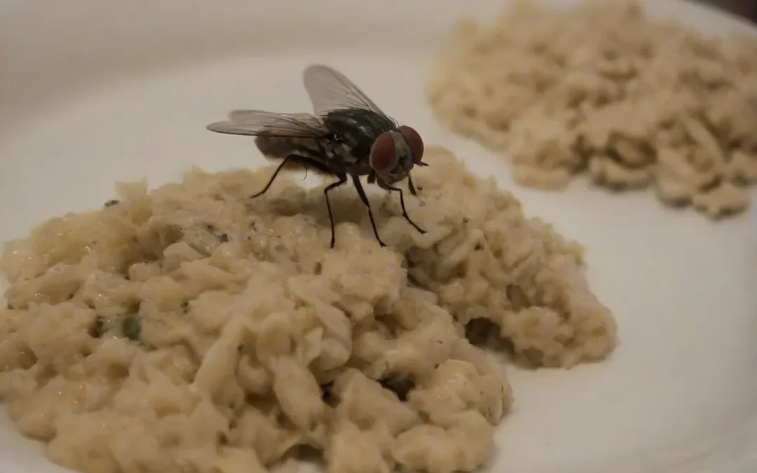 As doenças que as moscas transmitem e que podem deixar você de cama