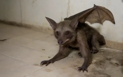 Os morcegos transmitem doenças?