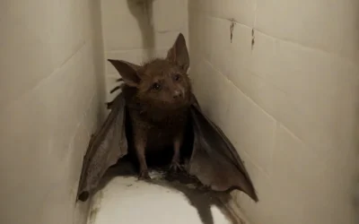 Saiba como se prevenir de morcegos