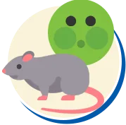 Ratos e Camundongos | Controle de Pragas | Rio Grande do Sul