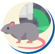 Ratos e Camundongos | Controle de Pragas | Rio Grande do Sul