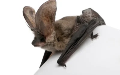 6 dicas essenciais para efetuar um manejo de morcegos eficiente