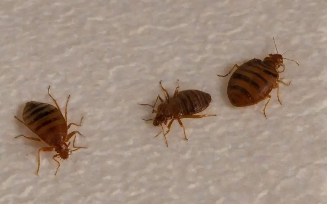 Meu quarto foi infestado por percevejos de cama!