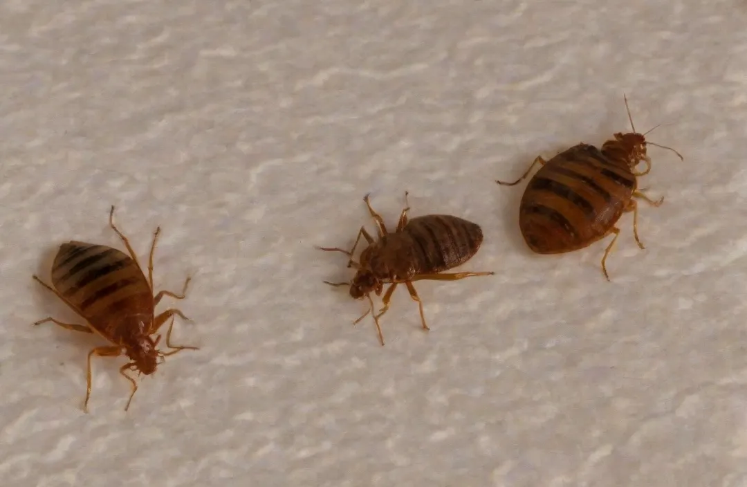 Meu quarto foi infestado por percevejos de cama! Meu quarto foi infestado por percevejos de cama!