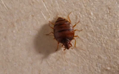 Conheça o serviço de dedetização de percevejo de cama