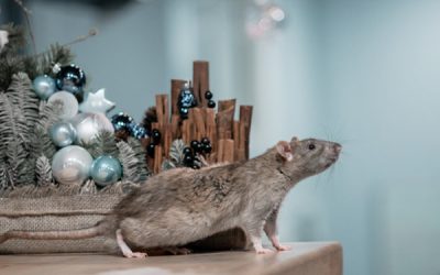 Como acabar com ratos dentro de casas: a solução contra a infestação de roedores