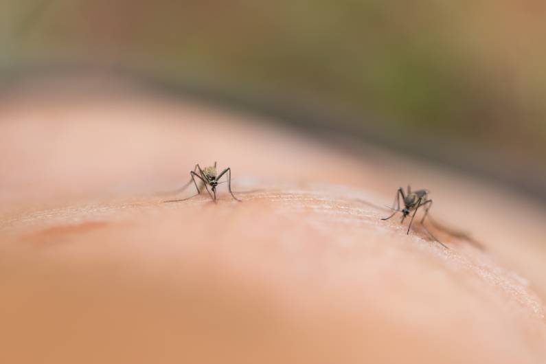 Doenças provocadas por insetos alados como mosquitos e moscas