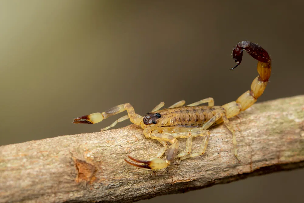 Escorpião amarelo: Guia Antinsect Uniprag Verão contra pragas