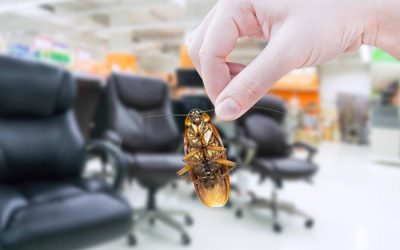 Controle de Pragas para Empresas: total segurança para as pessoas e para seu patrimônio