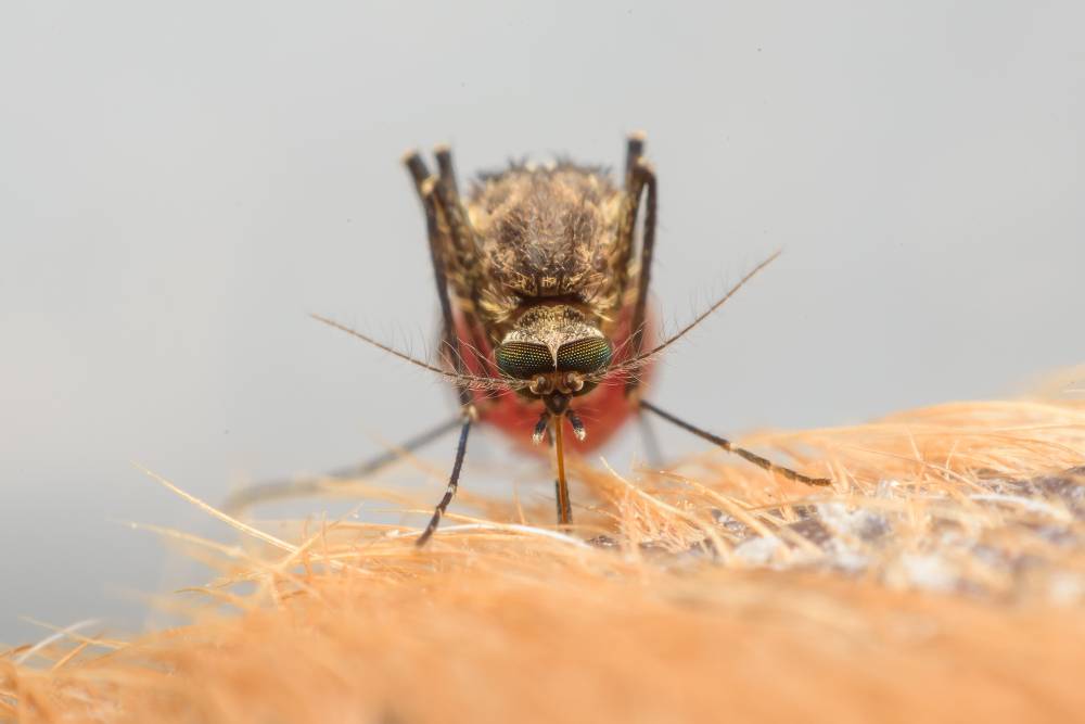 Controle de Mosquitos da Dengue – o nível está crítico em Porto Alegre
