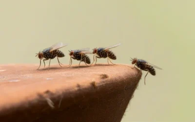 Controle de Pragas em Galpões: contate o serviço o quanto antes e não tenha problemas