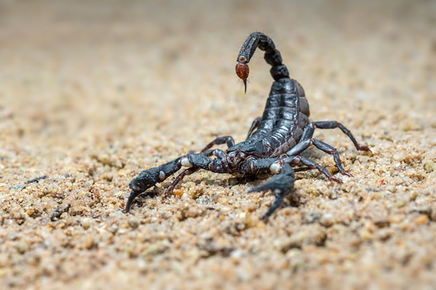 Veneno caseiro vale a pena contra escorpiões?