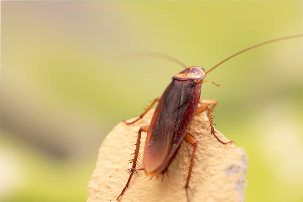 Encontrou baratas em sua casa? Entenda como afastá-las sem dor de cabeça!