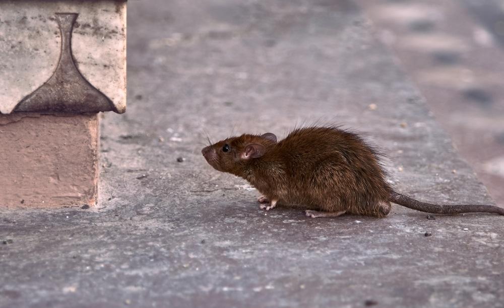 Ratos em indústrias de alimentos: saiba como afastar tais pragas urbanas
