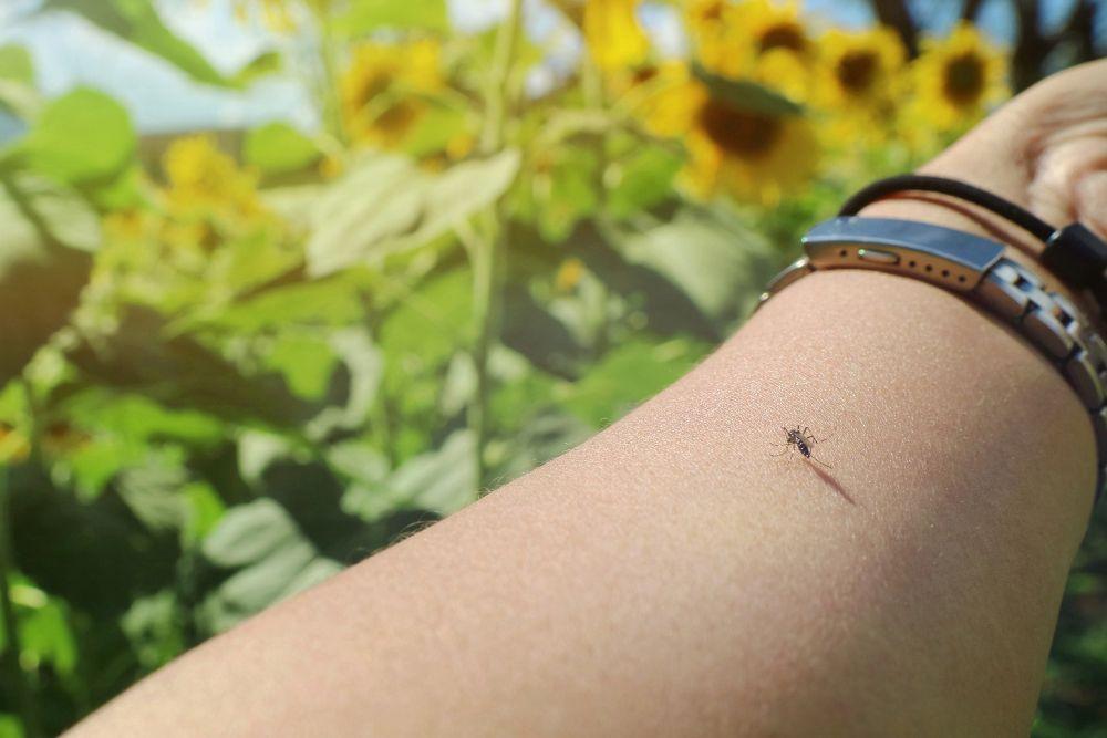 Mosquitos: conheça a maneira correta de afastá-los