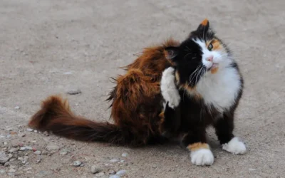 Banho e Tosa Tiram Pulgas e Carrapatos?