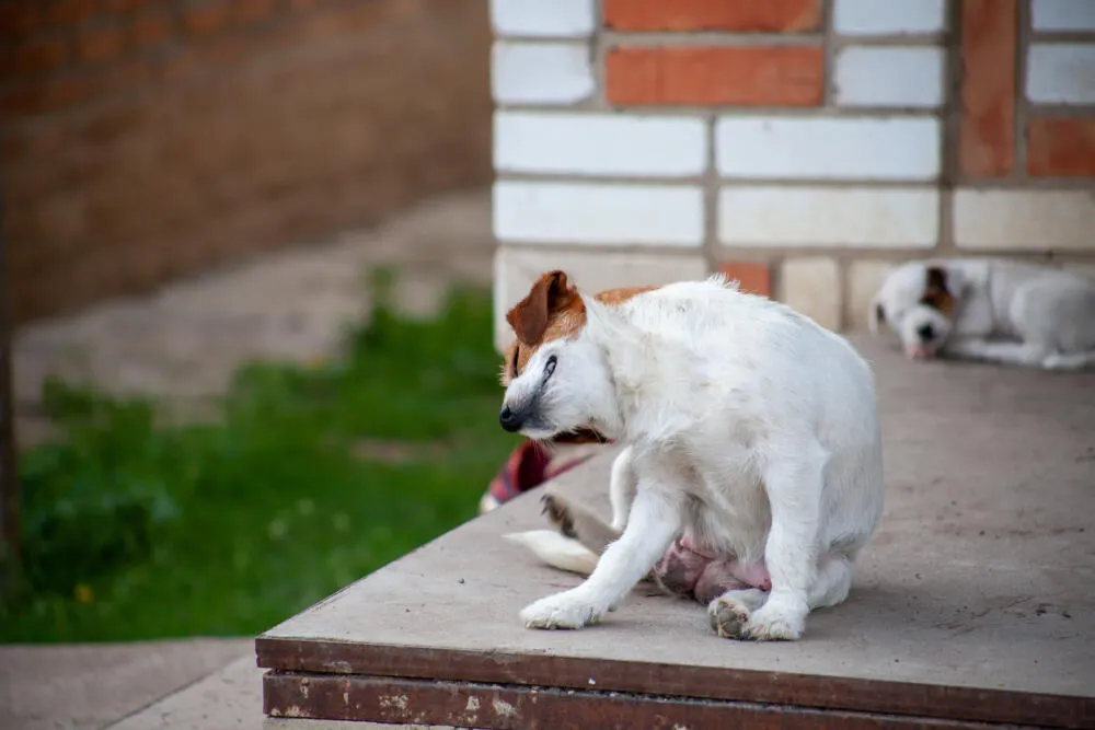 Como acabar com as pulgas em cachorros?