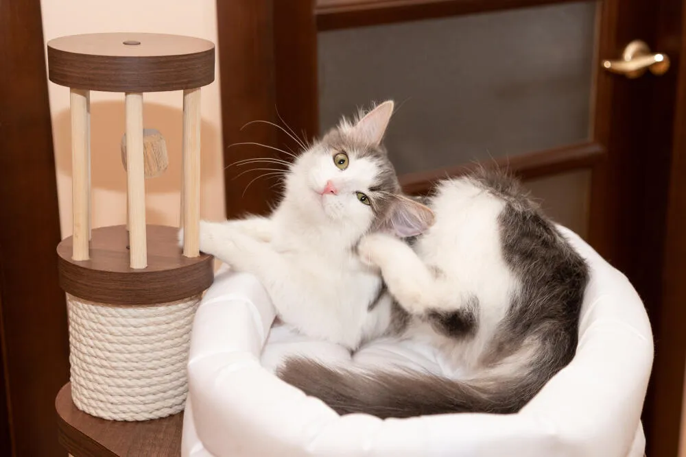 Como acabar com as pulgas em gatos? Como acabar com as pulgas em gatos?