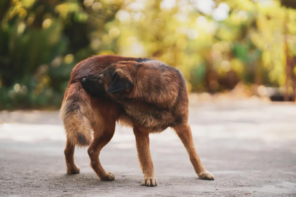 Dedetização Segura para Pets