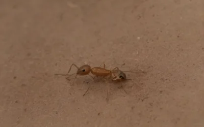 Tipos de Formigas: conheça as espécies mais comuns no Brasil