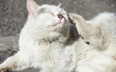 Como eliminar pulgas do ambiente