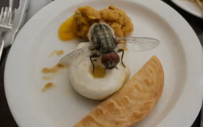 Como Espantar Moscas?