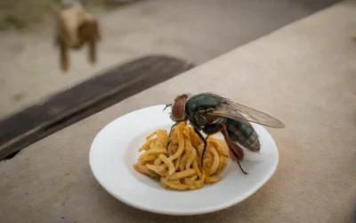 Curiosidades sobre as Moscas