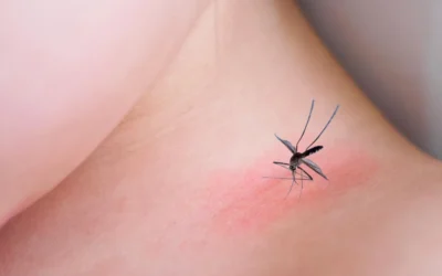 Infestação de mosquitos pretos: o que fazer?
