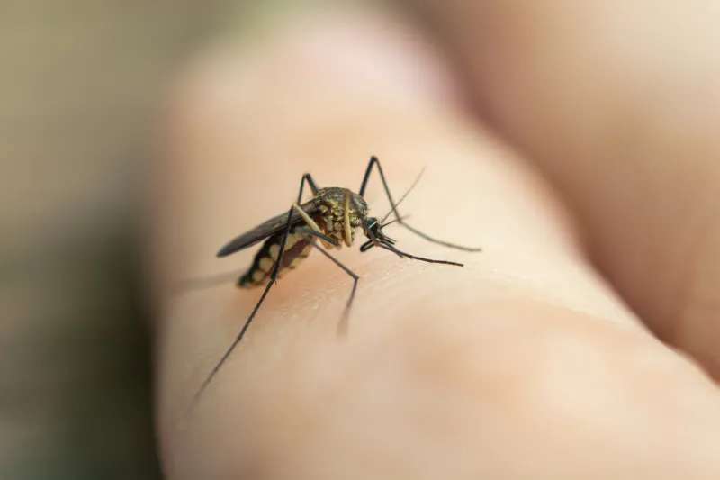 Como espantar mosquitos?