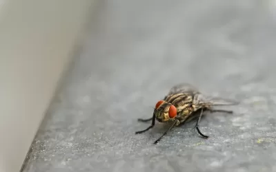 Espantar moscas: conheça o método para deixá-las longe da sua casa
