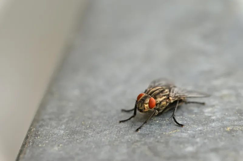 Espantar moscas: conheça o método para deixá-las longe da sua casa