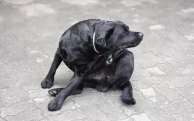 Como acabar com pulgas dentro de casas?