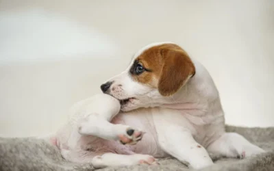 Como acabar com infestação de pulgas dentro de casa