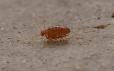 Infestação de pulgas: o que fazer?