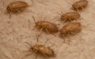 O que fazer para eliminar pulgas do ambiente