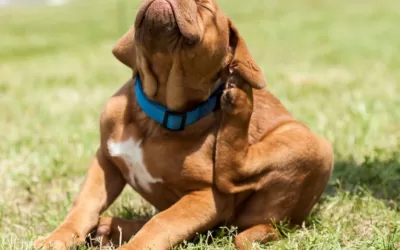 O que fazer para matar pulgas no quintal?