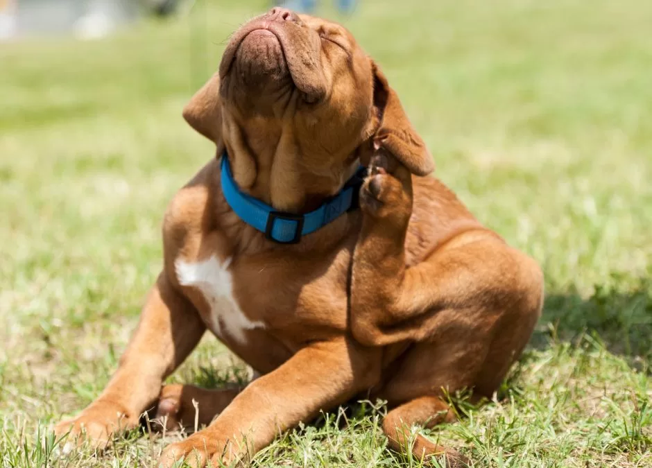O que fazer para matar pulgas no quintal?