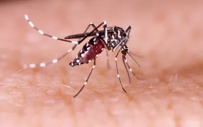 Informações sobre controle de mosquitos e dengue