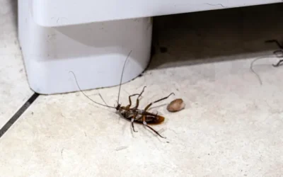 Como eliminar baratas de eletrodomésticos?