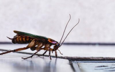 Como eliminar baratas dos ralos?