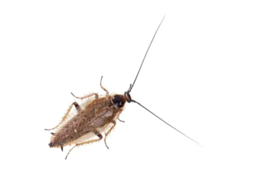 Como eliminar baratas pequenas na cozinha?