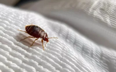 Como Eliminar Bed Bugs: Estratégia Correta Contra Problemas em Hotéis
