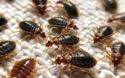 Percevejos no Colchão: Solução Ideal Para Sua Noite de Sono Perfeita