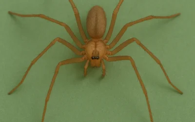 Aranhas dentro de casa: 5 ações para acabar com essa praga