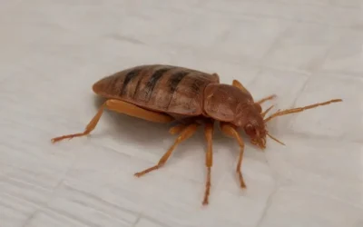 Percevejo de Cama: Estratégias para Eliminar e se Proteger